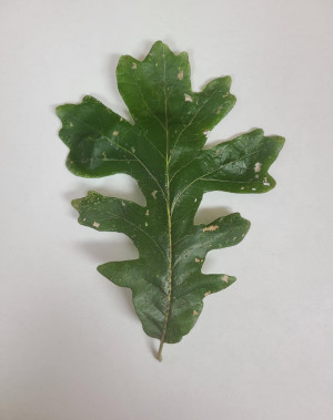 Bur Oak Leaf